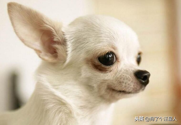最可爱的狗狗排名有你家狗狗吗,盘点那些比你想象中还可爱的狗狗