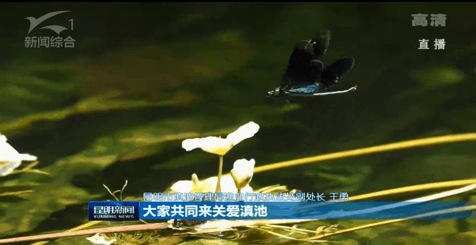 滇池昆明湖,昆明滇池的鱼现在怎么样了