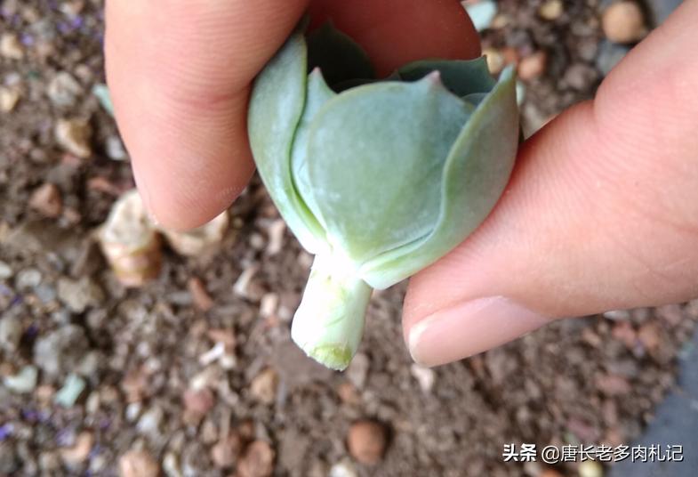 多肉熊童子掉叶怎么回事,小人祭多肉烂根掉叶的原因