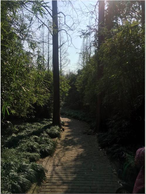 松江河镇夜晚风景,上海松江小镇风景图片