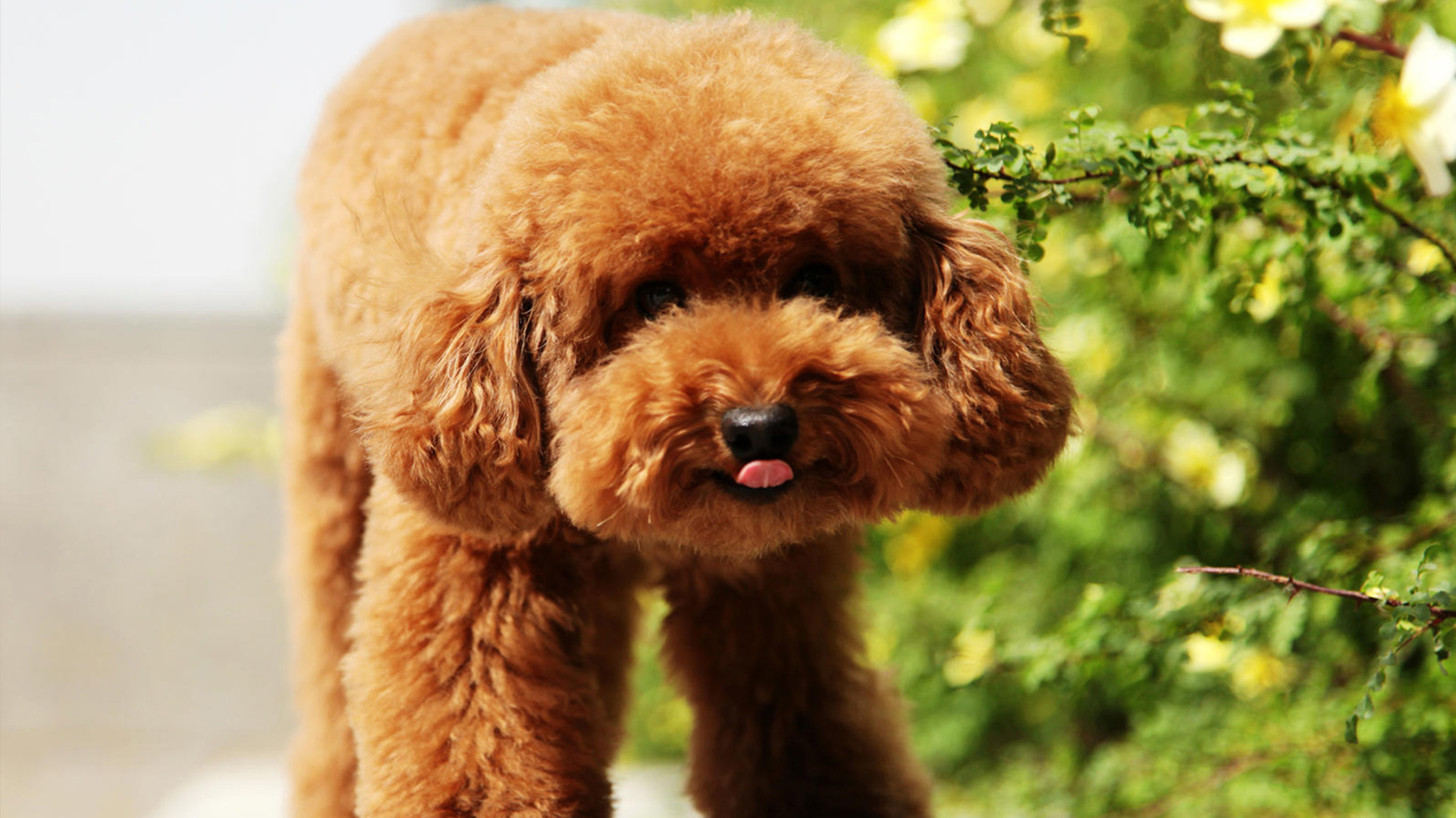 世界上最贵的狗狗排名,世界上最受欢迎的狗狗是什么狗