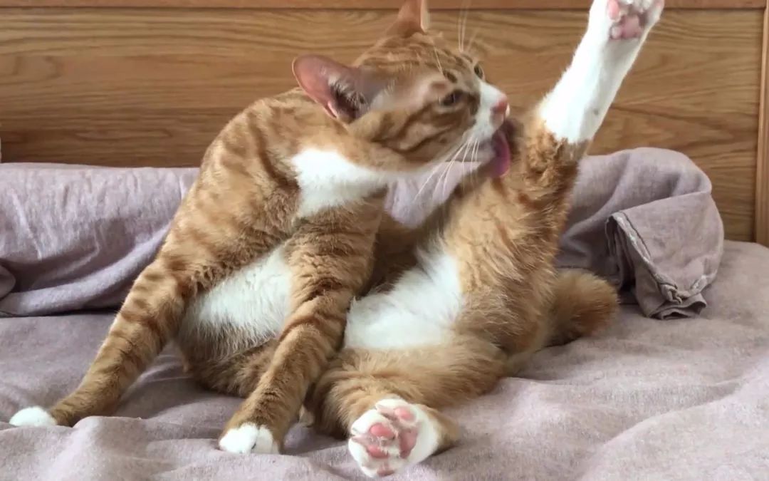 猫咪为什么天生爱吃猫草,为什么一定要给猫咪吃猫草