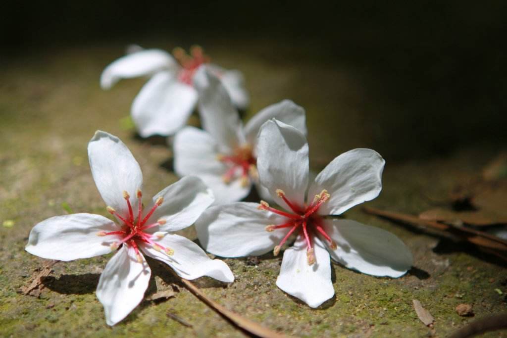 座右铭东汉崔瑗原文,座右铭东汉崔瑗注音版