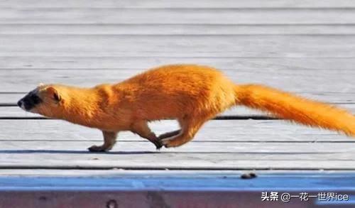 黄鼠狼全身都是宝为什么没人养殖,黄鼠狼浑身是宝为什么没人养