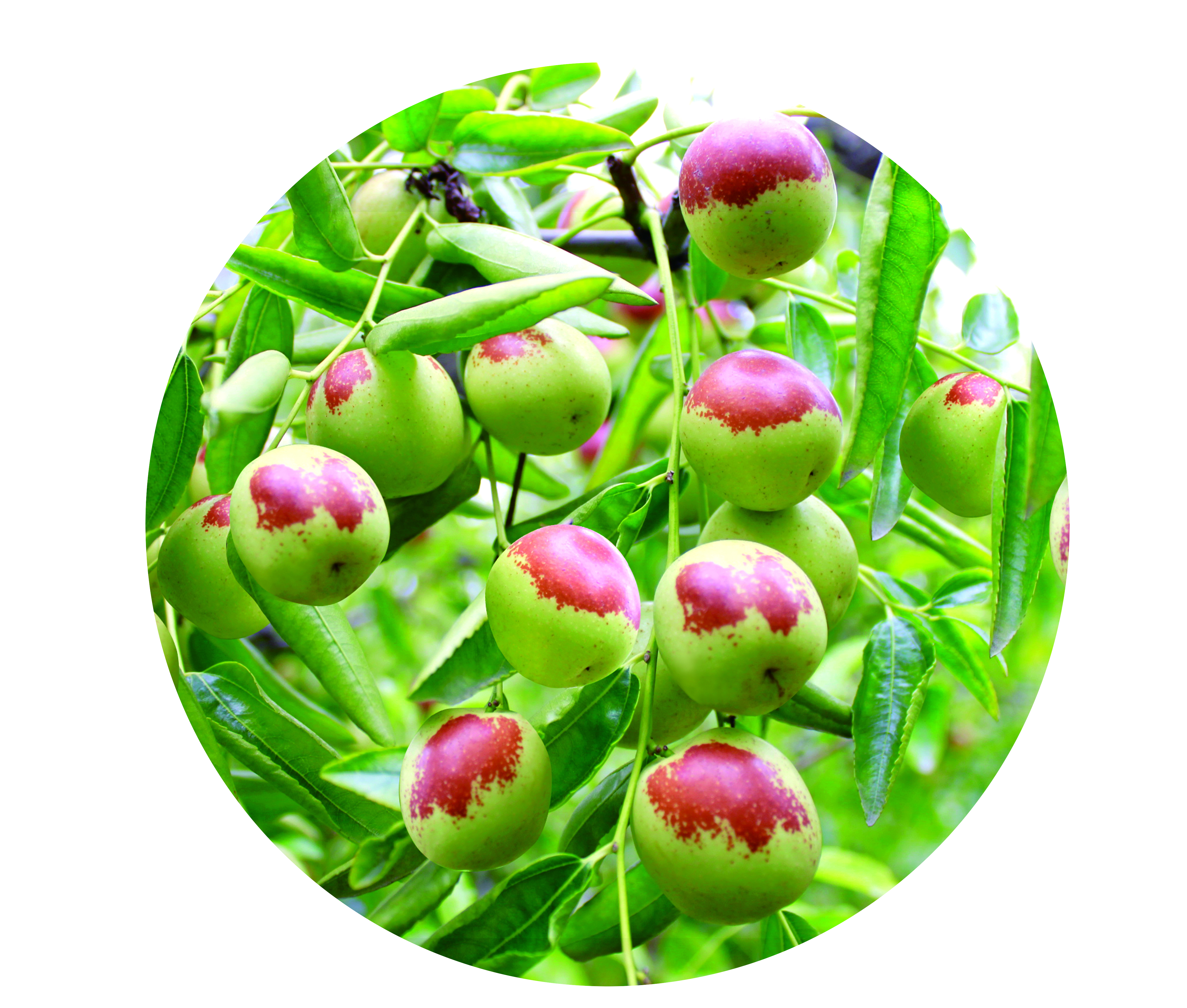 中国冬枣基地,中国冬枣之乡沾化宣传片