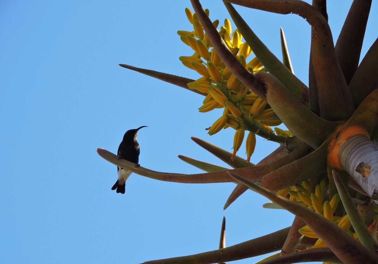 哪一种芦荟长得最矮又好养,最好养的芦荟排名