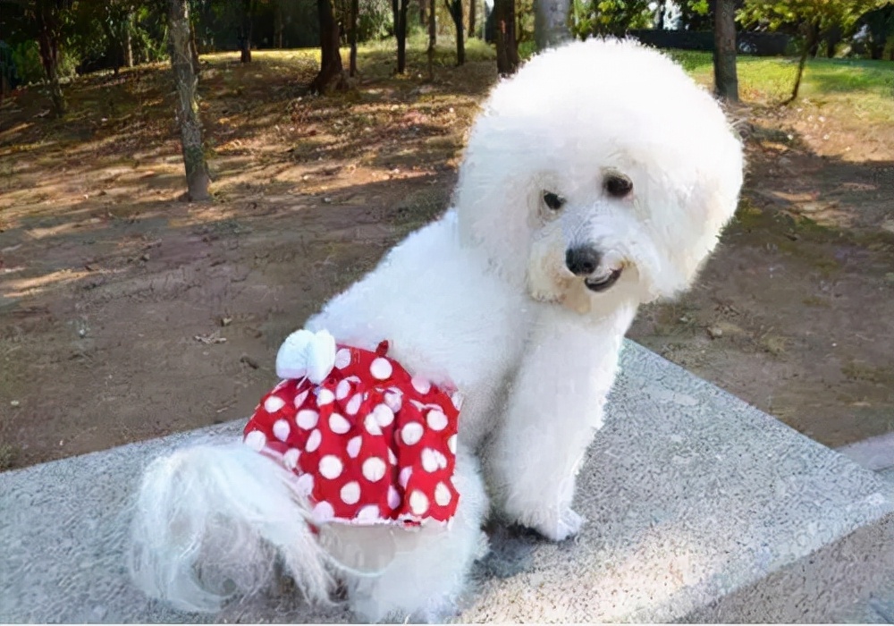 母泰迪几个月来月经？体质不一样时间也不一样，一样的是注意护理