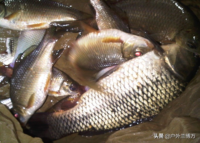 野钓如何用玉米粒钓鱼,玉米粒钓鱼的正确方法