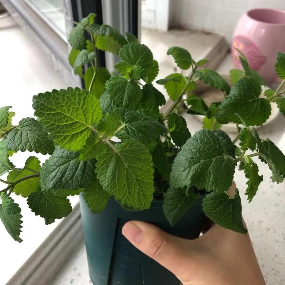 适合家里盆栽很香的花,适合盆栽的香味浓郁常开的花