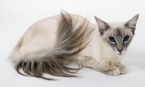 巴厘猫为什么叫长毛暹罗猫,暹罗猫是泰国著名的短毛猫