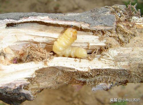 园林地下害虫的防治方法,防治树木害虫方法