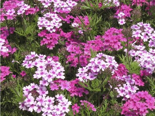 100种漂亮的夏花图片,30种夏花图片大全