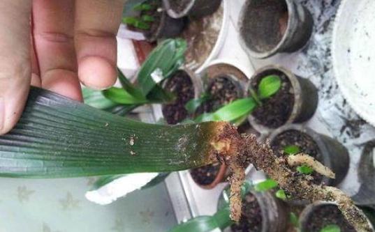 君子兰叶扦插几天能生出小君子兰,君子兰的叶子需要啥基质扦插