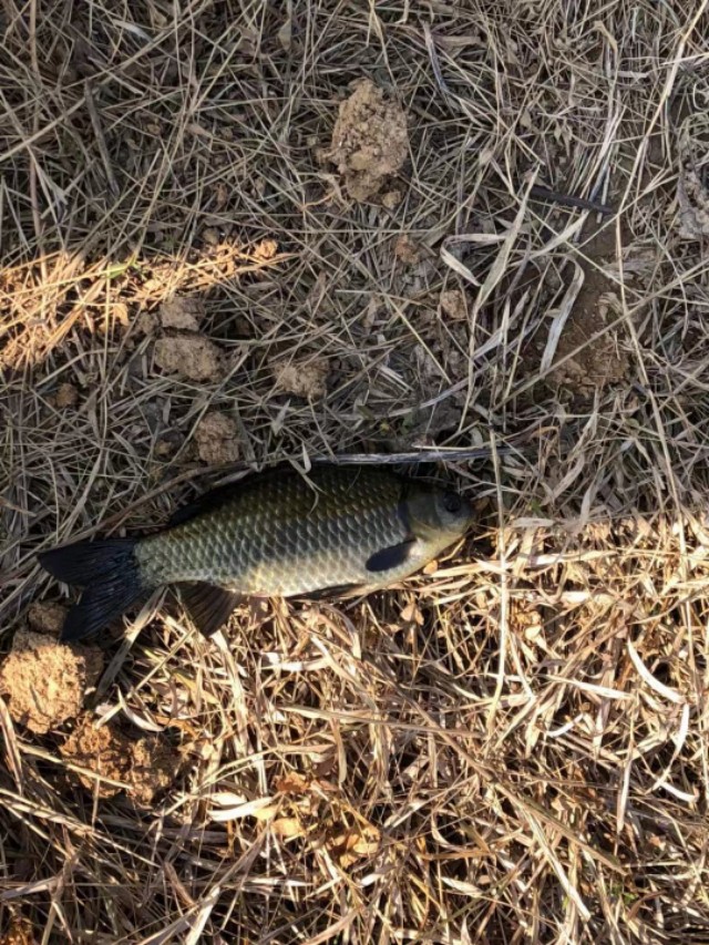子母坠线组,子母坠如何调钓