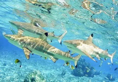 帕劳旅游攻略自由行路线推荐,帕劳旅游攻略全过程