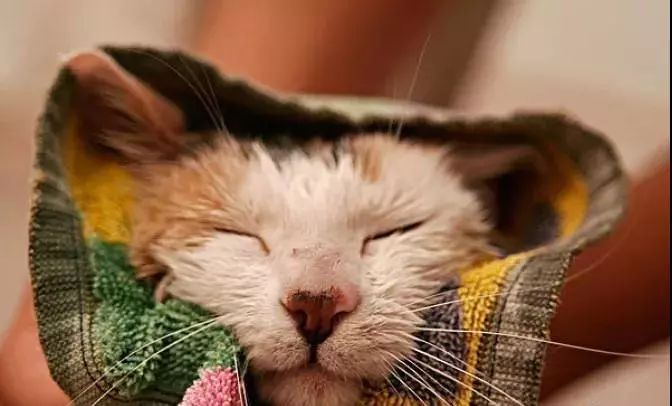 多久给猫咪洗一次澡猫咪洗澡攻略,猫咪一年洗两次澡