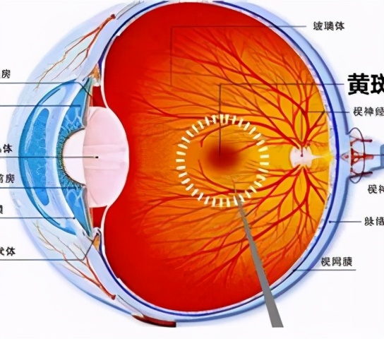 视网膜色素变性夜盲后几年失明,视网膜色素变性一定有夜盲症吗