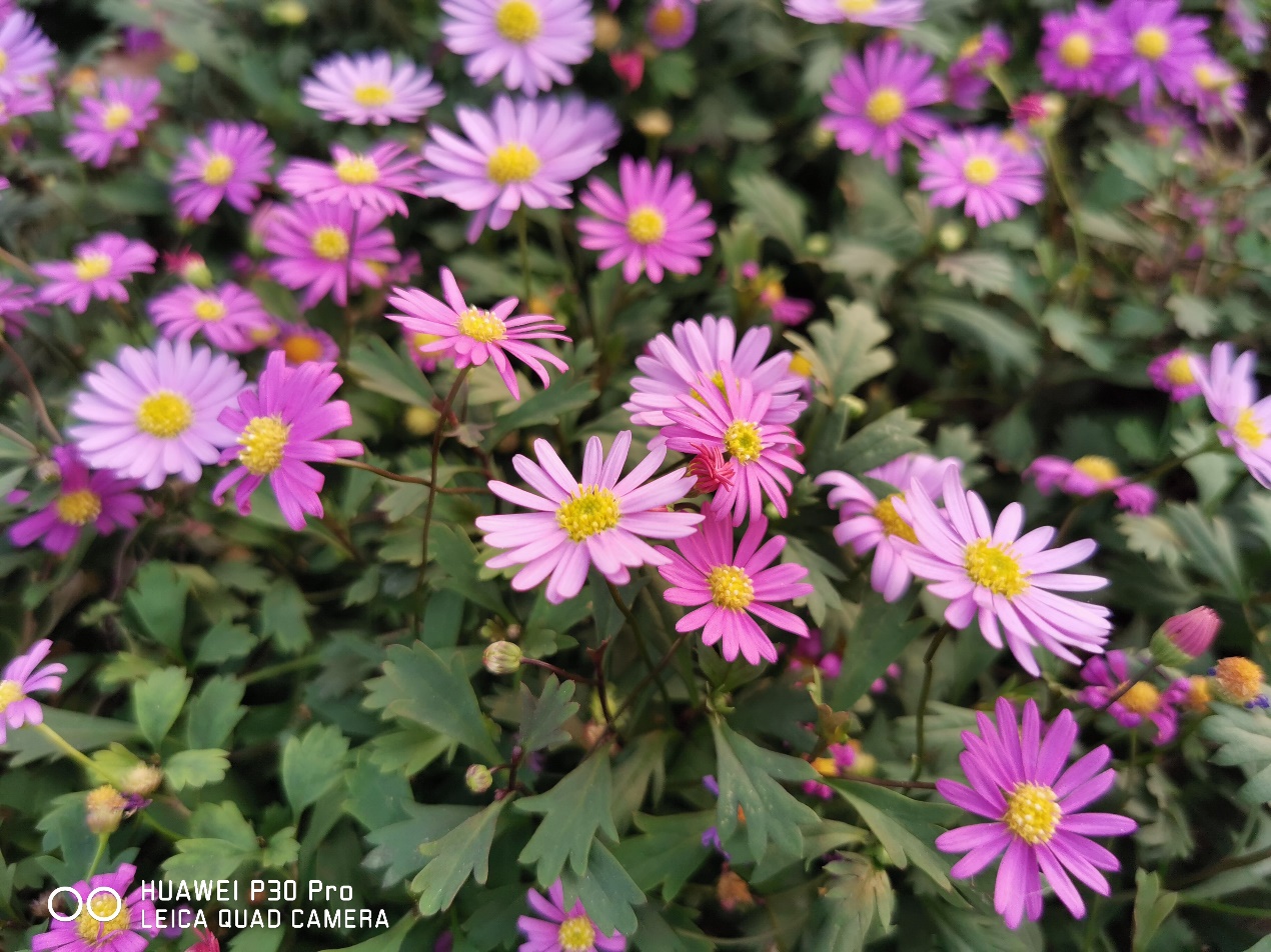 华为p30pro望远镜夜视仪,华为p30pro评测视频