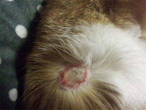 养宠小知识猫癣怎么治好得快,小猫脸上都是猫癣怎么办