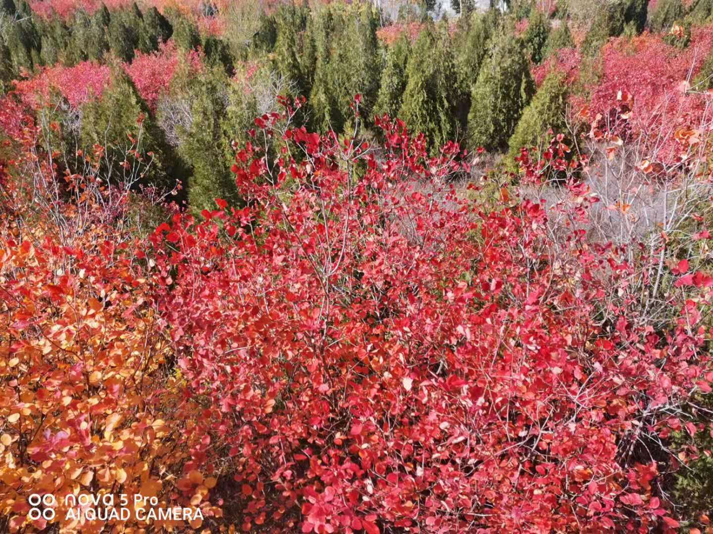 秋意正浓情谊无悔,秋意正浓旅行图片