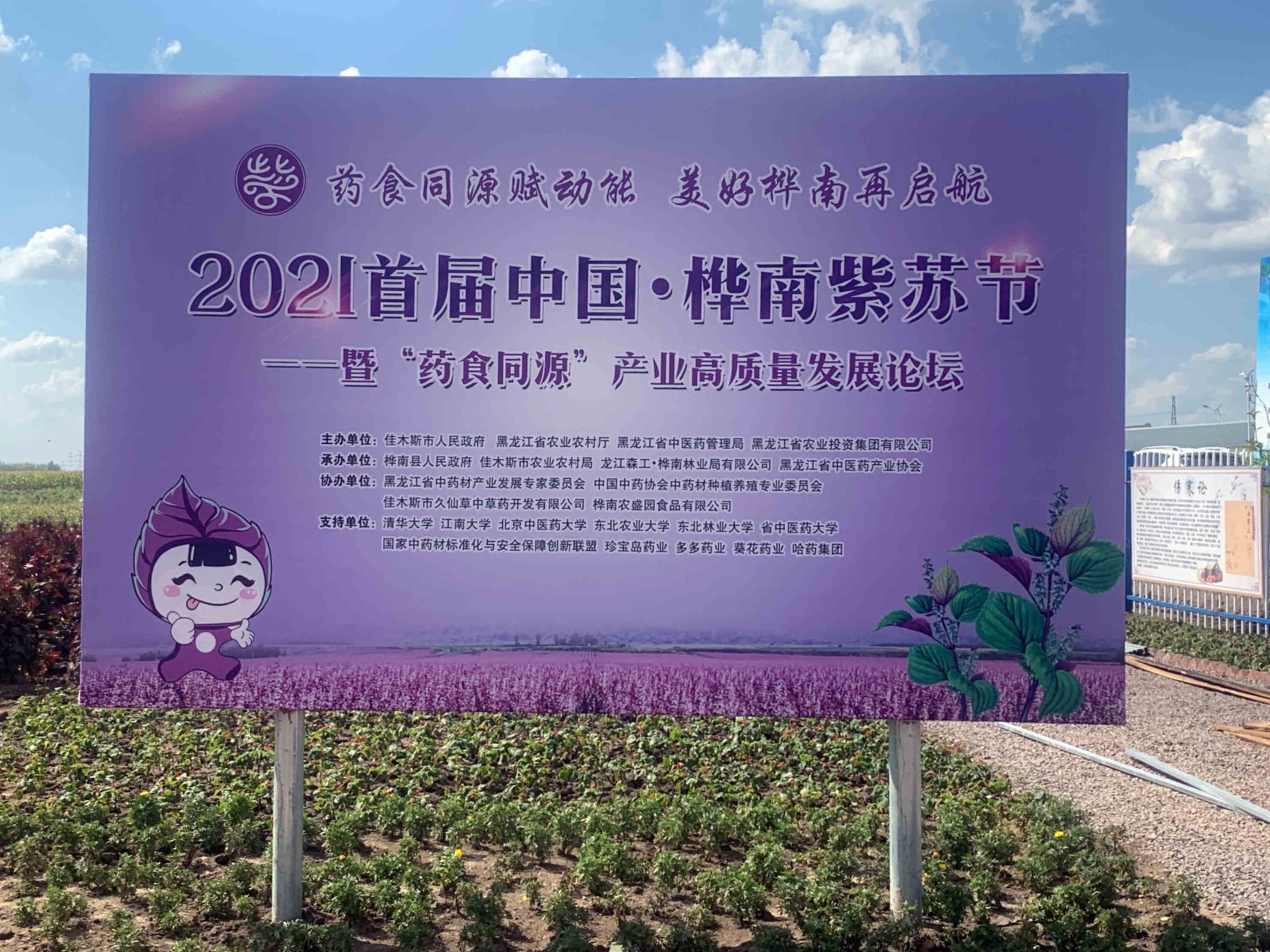 桦南紫苏种植基地在哪里,华南紫苏之乡