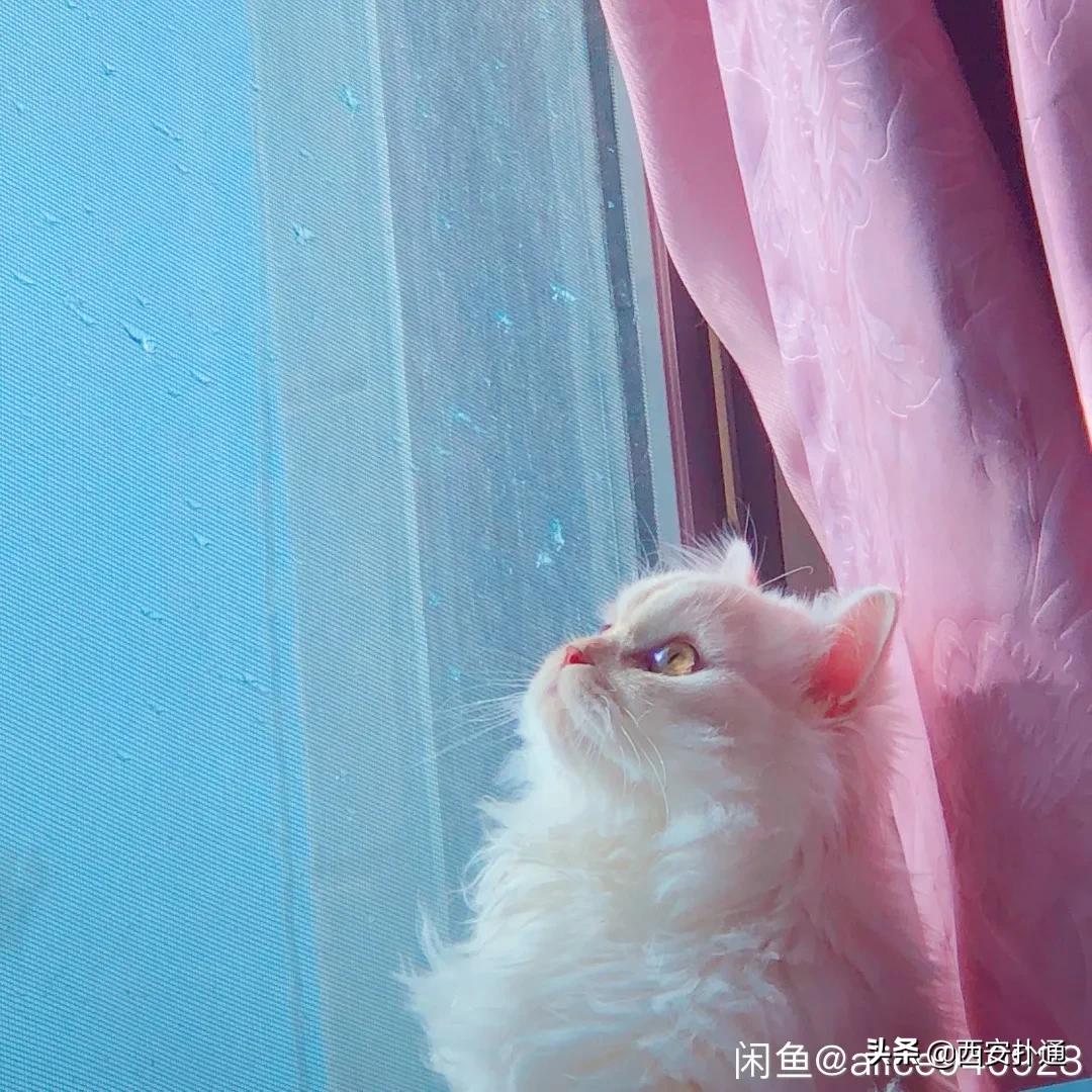 给狗相亲，代吃代喝...西安人在闲鱼上到底在卖啥？