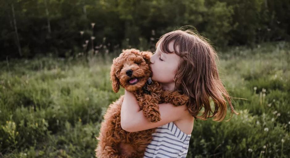 泰迪的十大冷知识,泰迪到底能聪明到什么程度