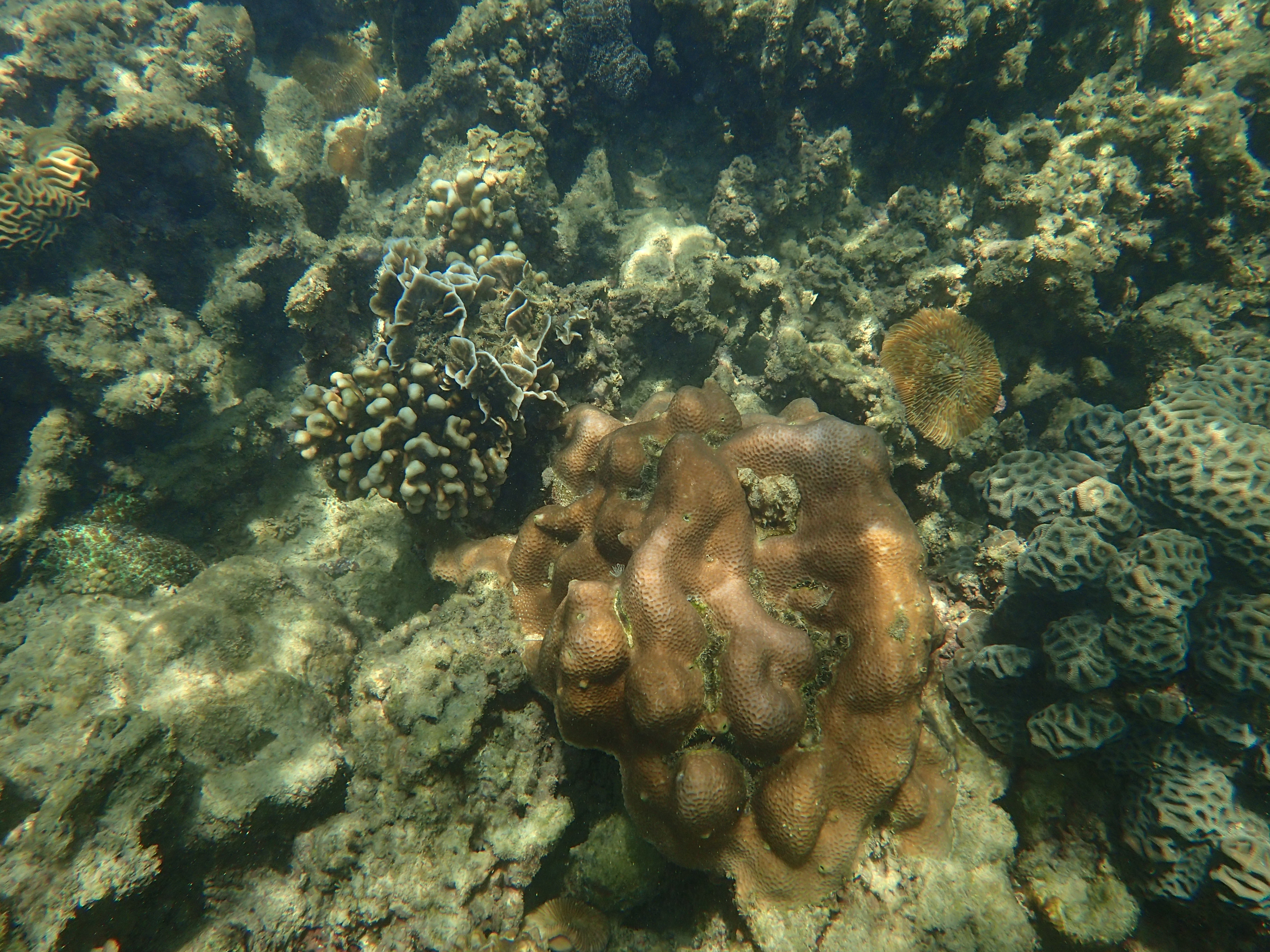 沙巴潜水推荐,马来西亚沙巴潜水哪里好