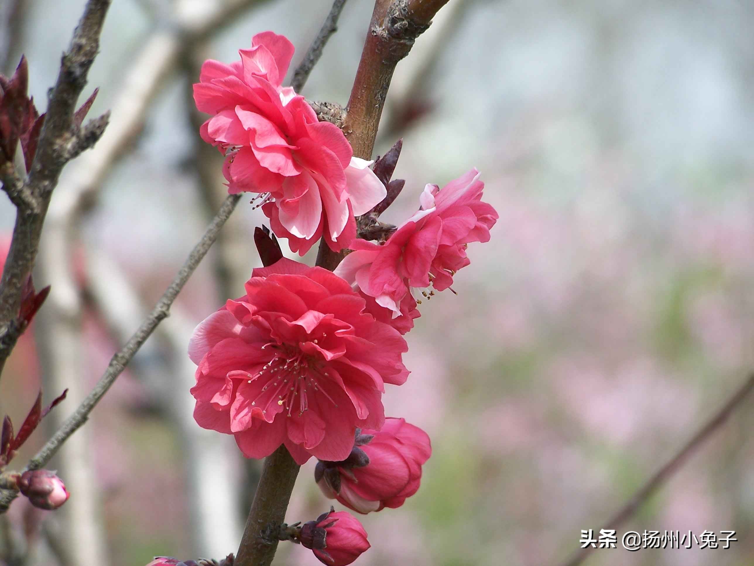 桃花开杏花落是谚语吗,桃花开杏花谢的下句