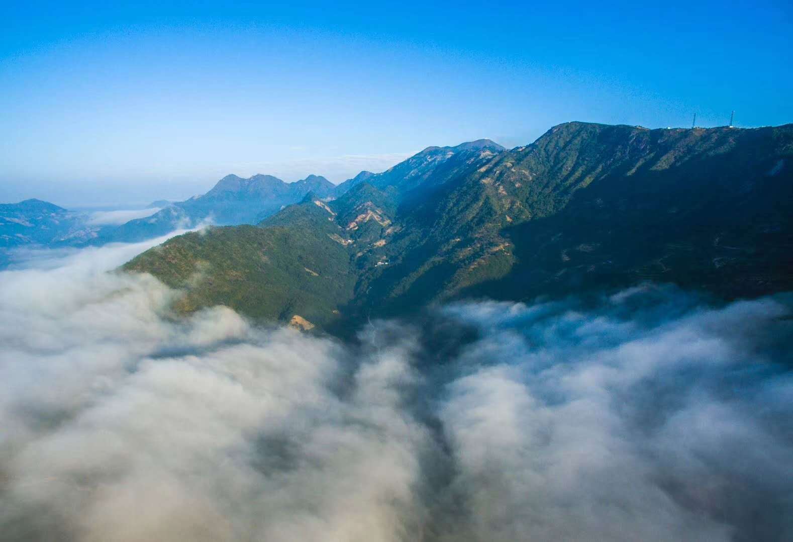 潮州凤凰单丛高香型雪片茶,潮州工夫茶凤凰单丛