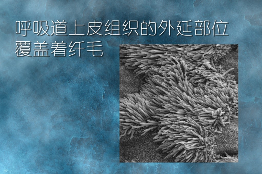 一般人绝对想不到,身体上的毛有哪几种