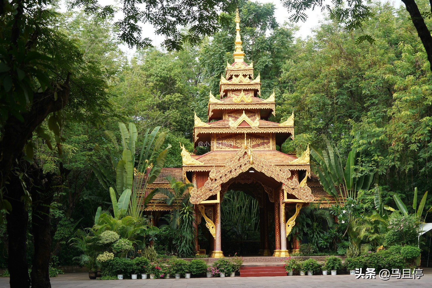 西双版纳看孔雀大象是哪个景点,西双版纳第一名景点