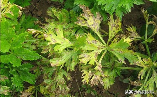 防治霜霉疫病的特效药,葡萄溃疡病霜霉病清园杀菌剂