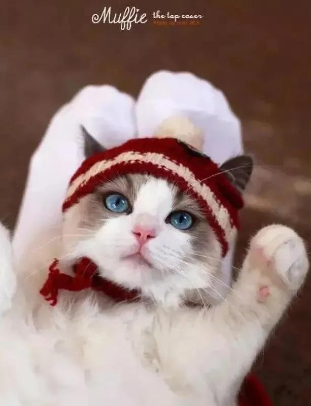 布偶猫在猫界的智商排行,世界第一公认仙女猫布偶猫