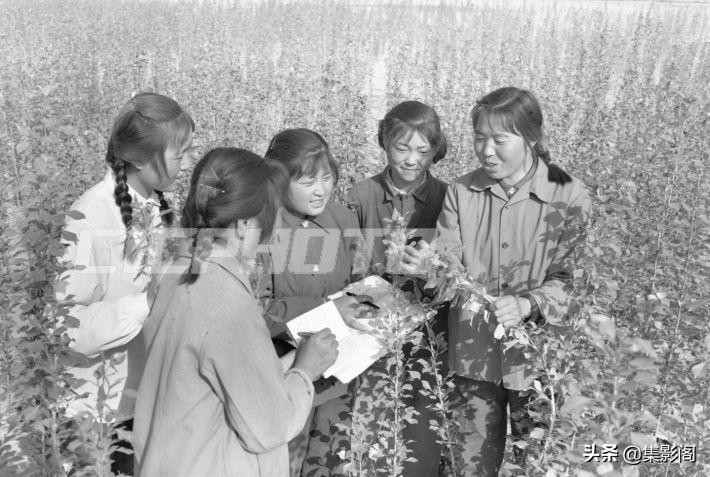 榆林市镇川镇老照片 (榆林市卫校老照片)