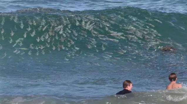 小伙冲浪意外溺水两分钟,67岁老人救4个冲浪溺水年轻人