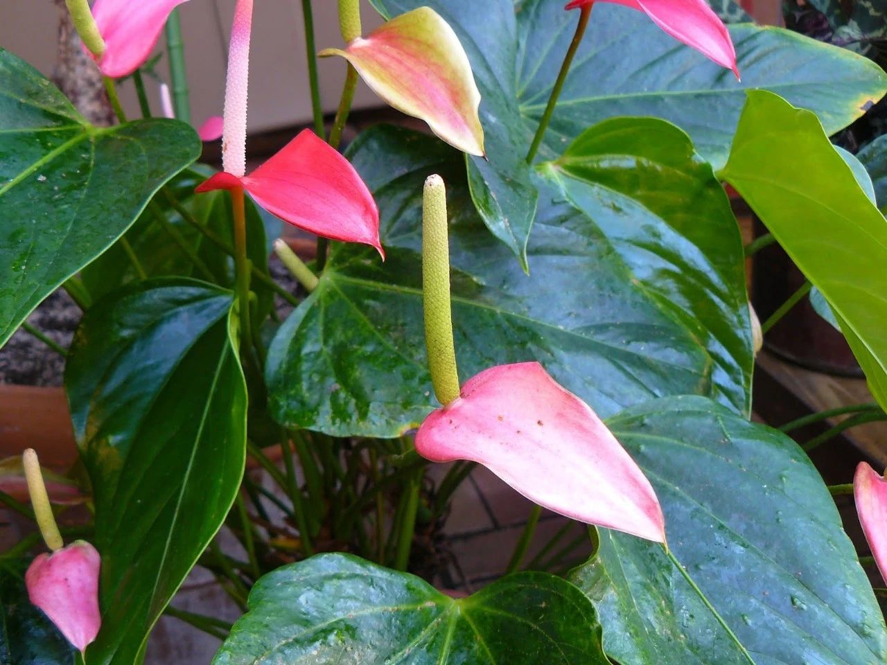 植物虫害的基本知识,如何消灭室内植物虫害