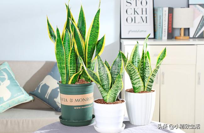除甲醛绿植第一名又好养,除甲醛最有效果的绿植