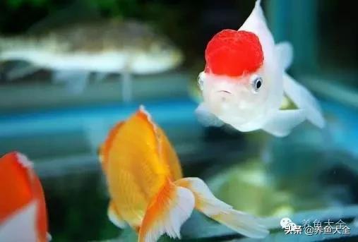 鱼发生水霉病用什么药,鱼严重水霉怎么治疗