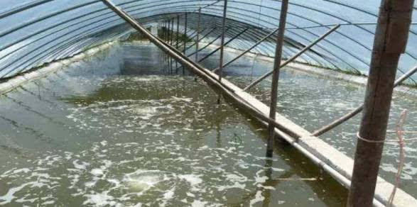 大棚养殖的新模式,我国大棚养殖技术的利与弊