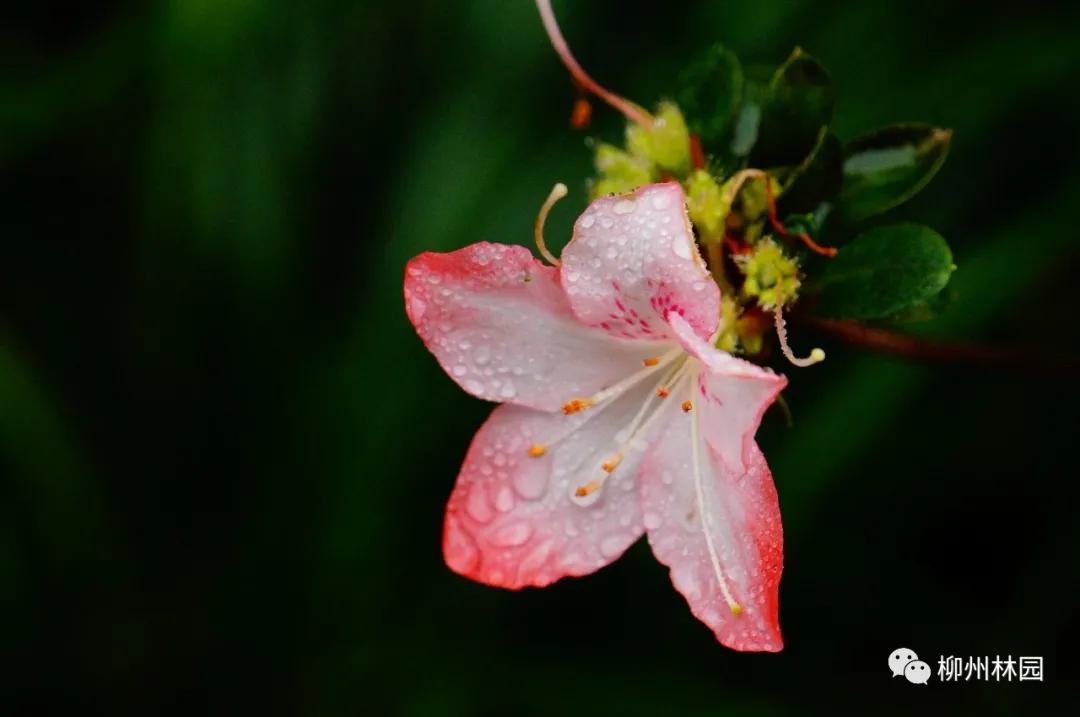 柳州柳侯公园有什么景物,柳州柳侯公园值得打卡