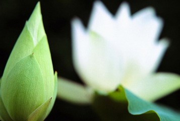 顺丰快递王卫,快递之王顺丰掌门人王卫