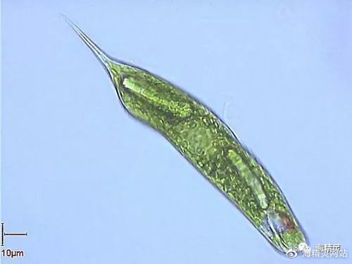 海水白点处理,海水白点病的严重程度怎么判断