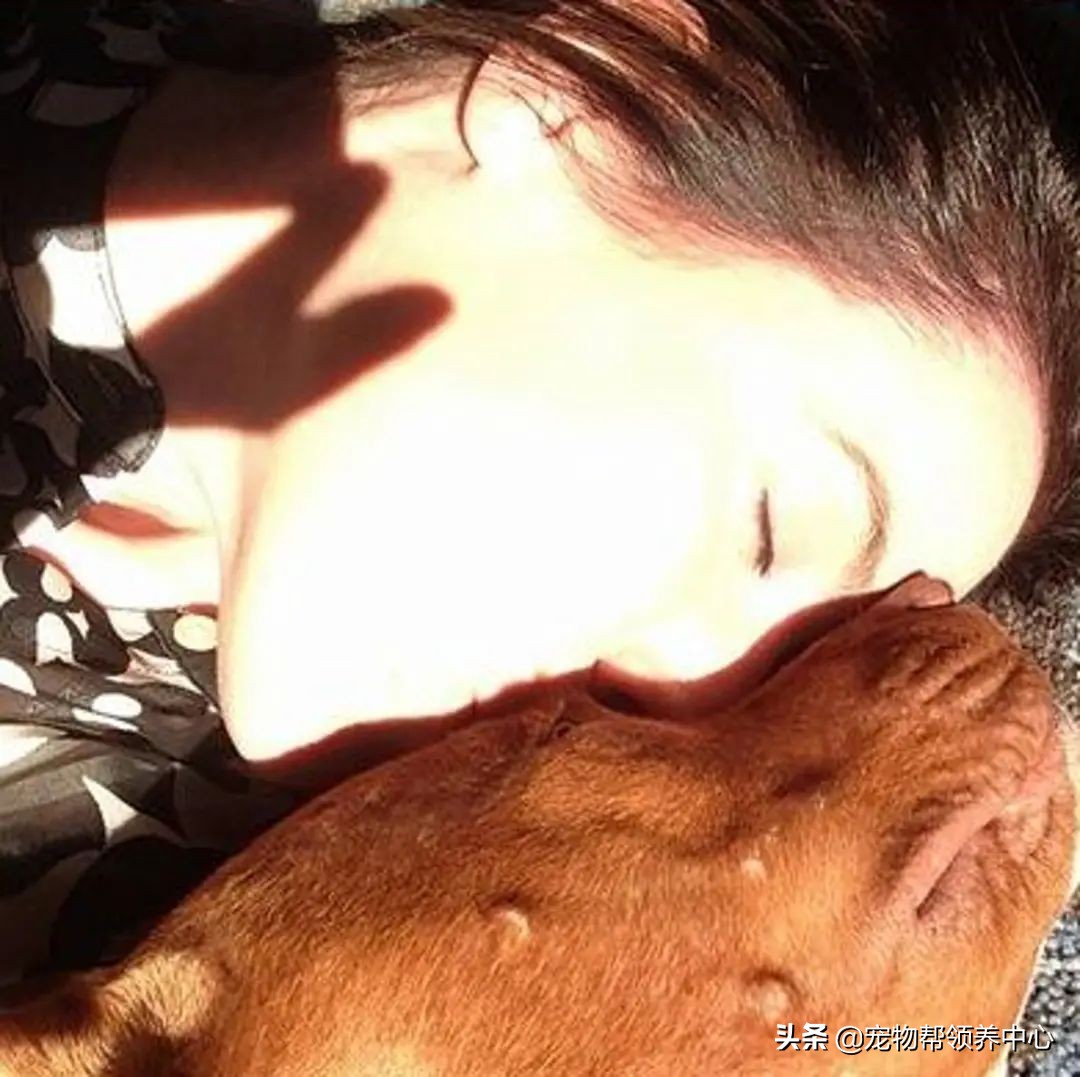 狗狗脑袋上长脓包是什么病,狗狗犬瘟头肿