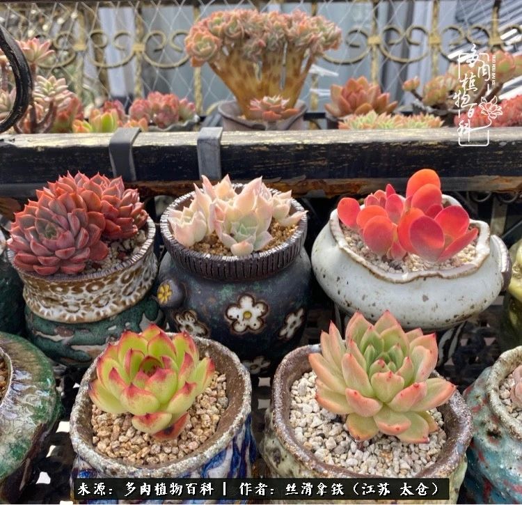 初秋的多肉,初春的多肉开始展现美颜了