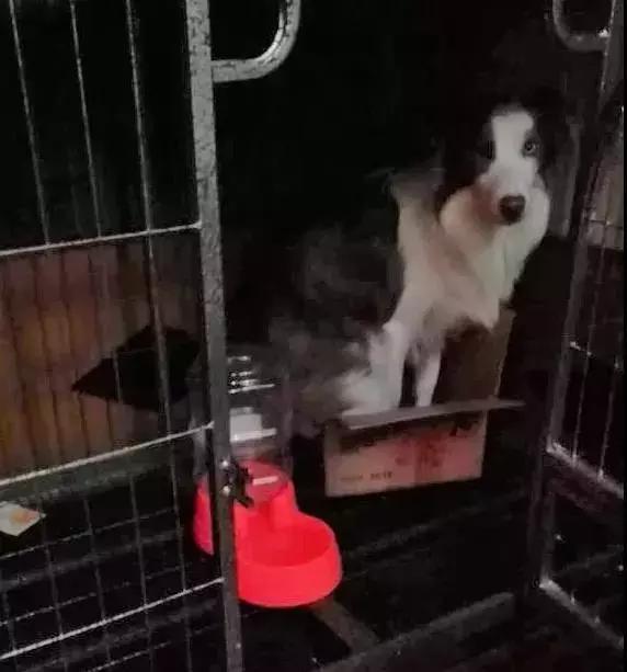 如何判断边境牧羊犬是笨是聪明,边境牧羊犬为什么不会攻击人