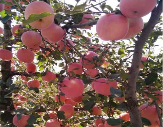 果树小叶病的原因及治疗方法,果树小叶病的原因