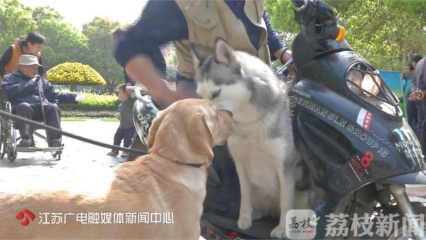 最严禁狗,最严限狗令