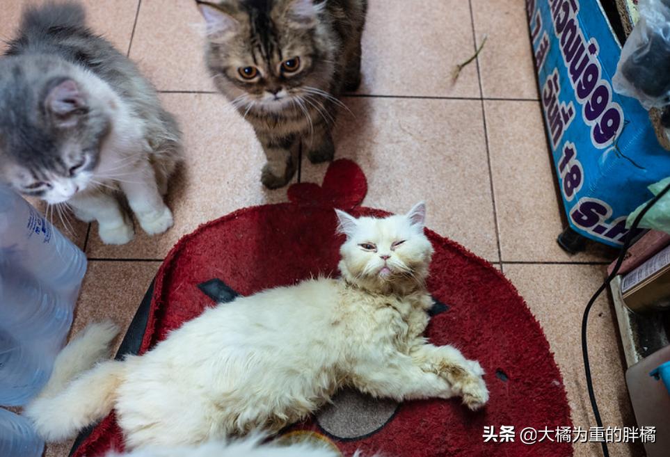 如何带着猫咪自驾游,带着小猫自驾游猫咪怎么上厕所