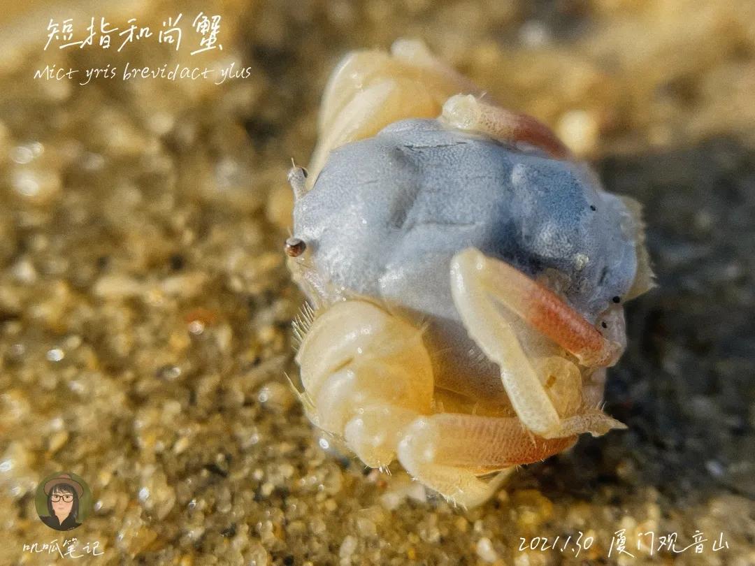 鼓浪屿赶海抓虫,鼓浪屿赶海佛手螺